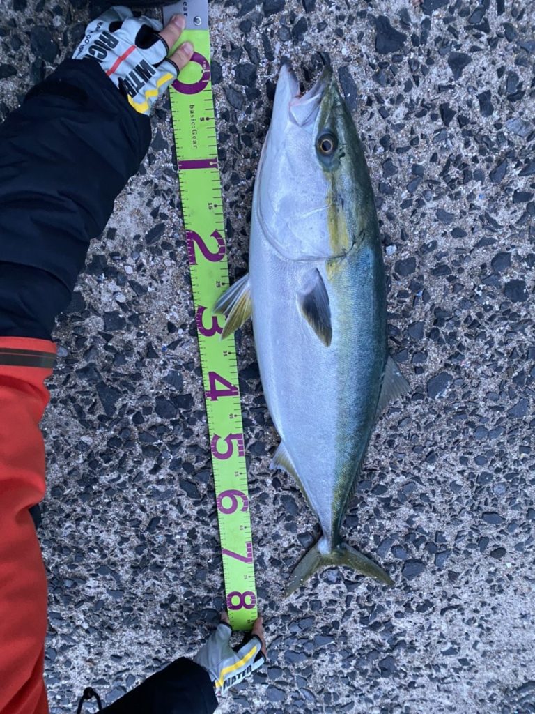魚影が濃くヒラマサ イカ釣りで人気の島 佐賀の呼子沖の加唐島でアジング釣行 Fish On