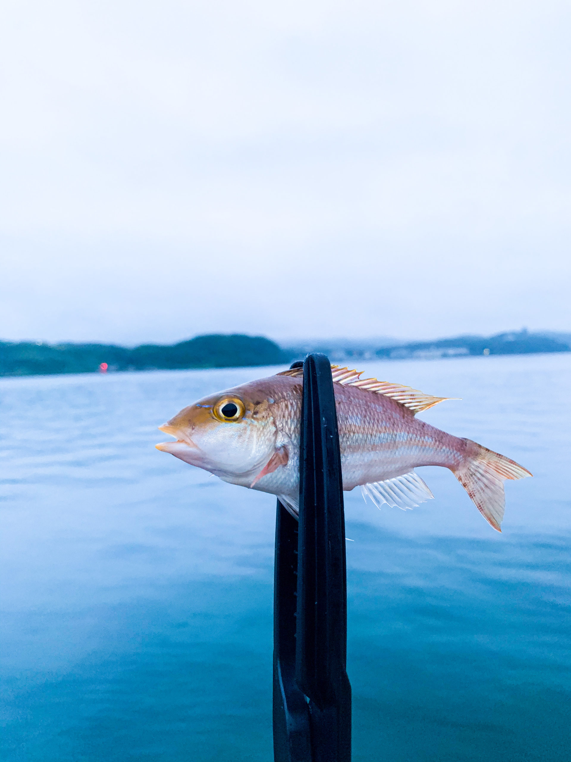 平戸アジング 釣り場探しの釣行 いい釣り場はあるか Fish On