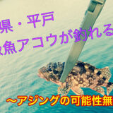【長崎県・平戸釣り】堤防アジングなのに…あの高級魚アコウが釣れる！？