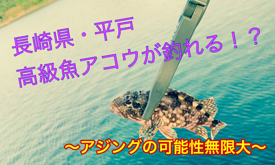 長崎県 平戸釣り 堤防アジングなのに あの高級魚アコウが釣れる Fish On